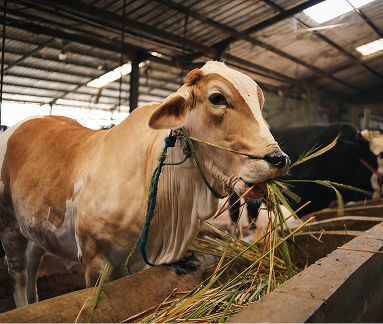 Cattle: Low Productivity & High Emission