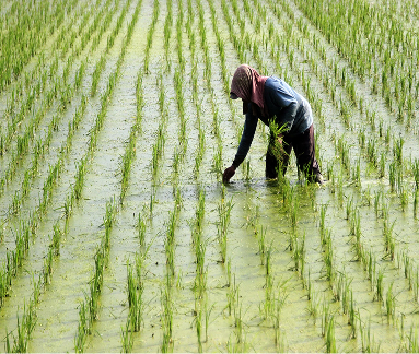 Need Low Methane Rice Cultivation