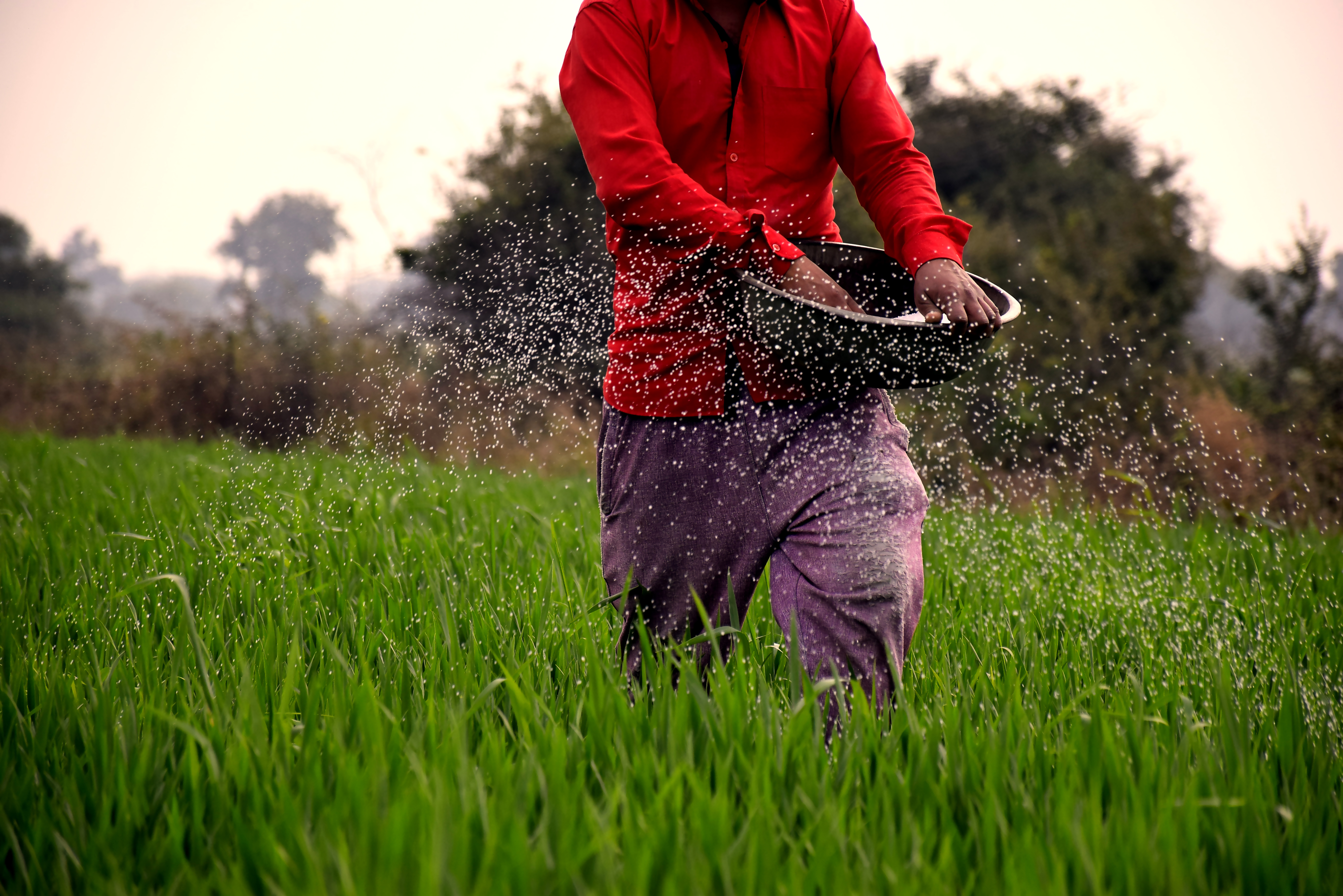 Efficient Nitrogen Fertilizer Use