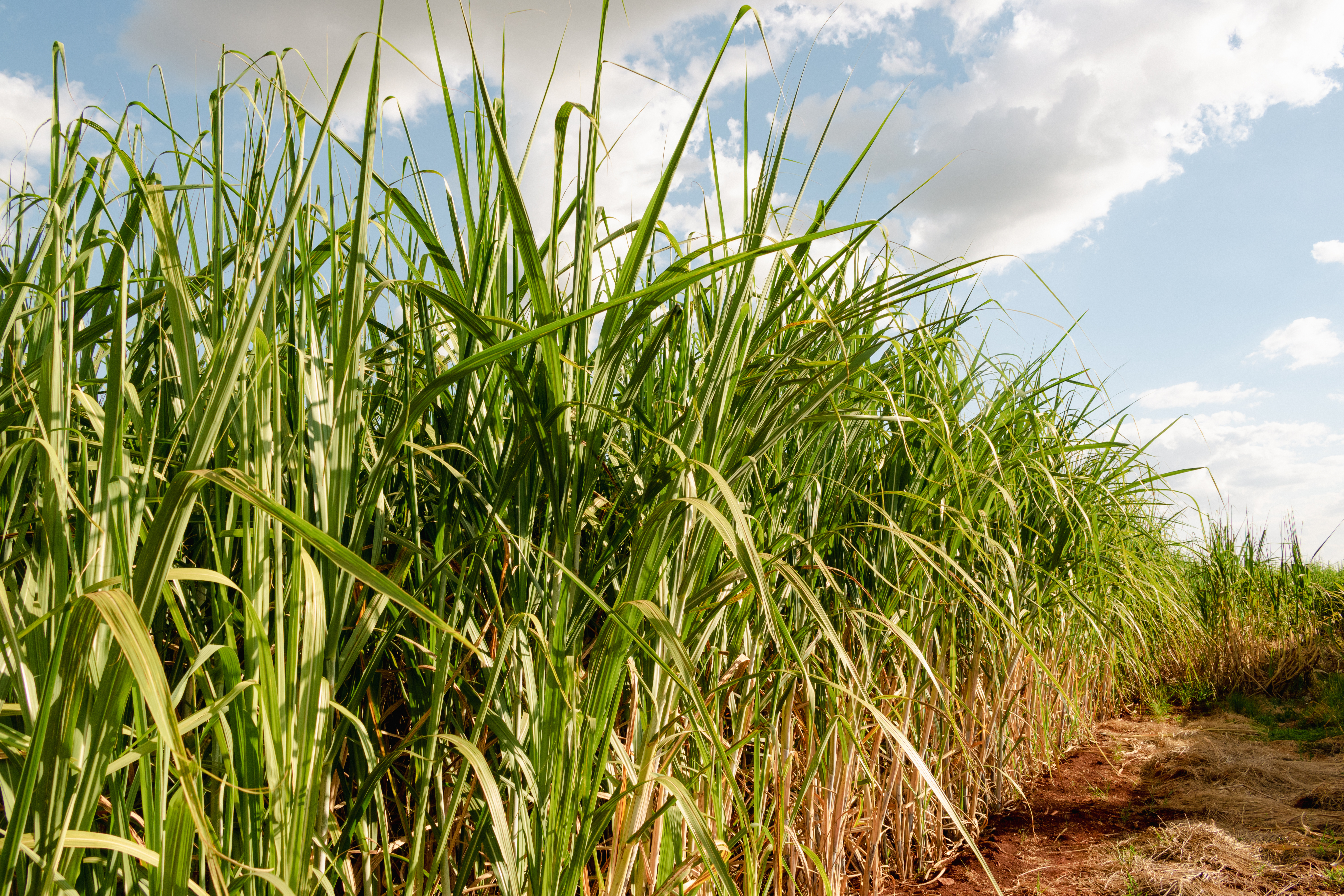 Agri-residue supply chain as feedstock for fuels